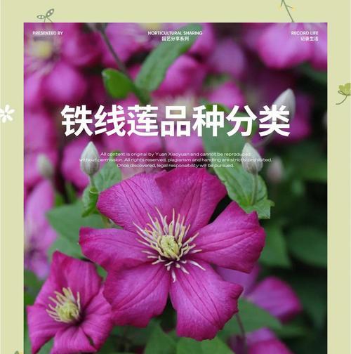 铁线莲瘦弱的养护方法和技巧？