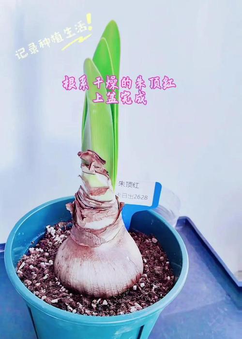 朱顶红削根盘的最佳时机？操作步骤是什么？