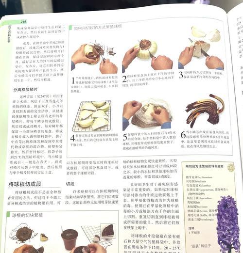 朱顶红削根盘的最佳时机？操作步骤是什么？