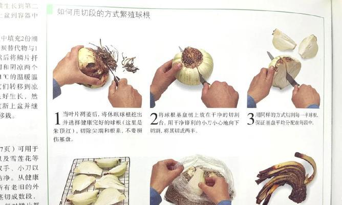 朱顶红削根盘的最佳时机？操作步骤是什么？