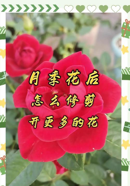 邻居家月季的养护秘诀是什么？如何让月季花开得更美？