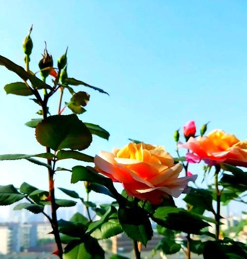 邻居家月季的养护秘诀是什么？如何让月季花开得更美？