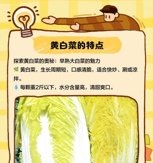 白菜叶子被风吹黄了怎么处理？