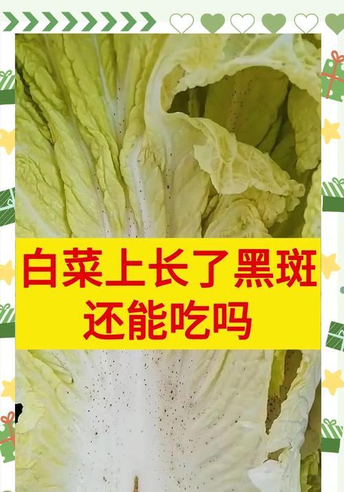 白菜叶子被风吹黄了怎么处理？