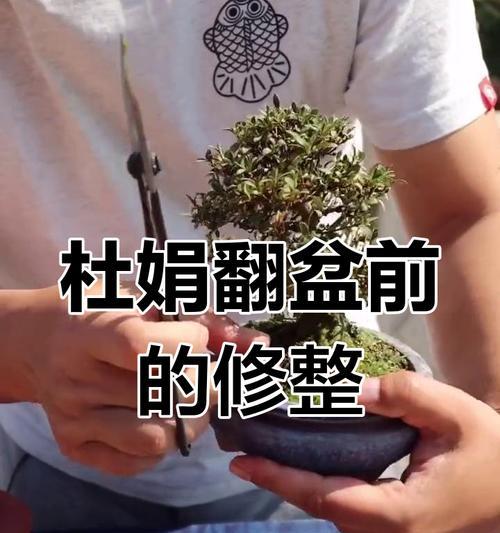月季移盆断根怎么处理？如何避免和修复移盆时的根部损伤？