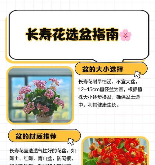 月季移盆断根怎么处理？如何避免和修复移盆时的根部损伤？