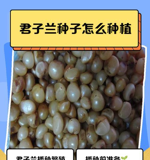 君子兰使用椰毛土的种植方法是什么？
