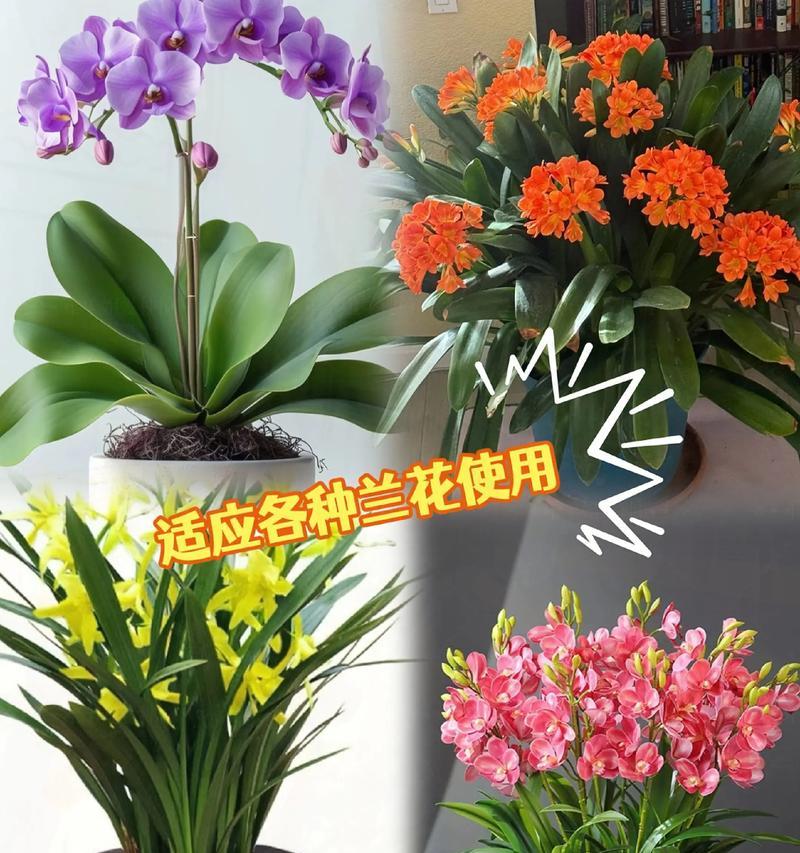 君子兰使用椰毛土的种植方法是什么？