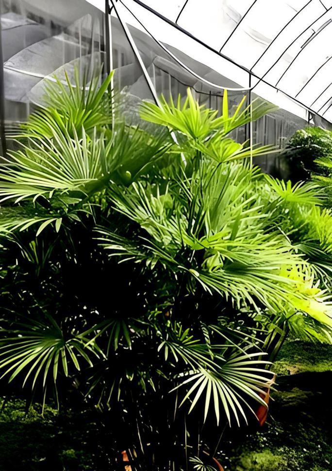盆栽造型观赏植物有哪些推荐？