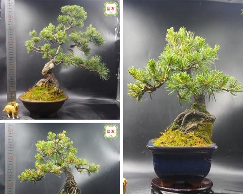 盆栽造型观赏植物有哪些推荐？