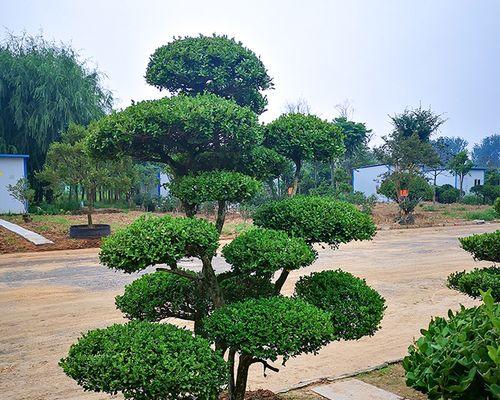 盆栽造型观赏植物有哪些推荐？