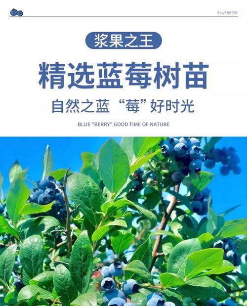 蓝莓促生栽培技术要点是什么？如何有效提升蓝莓产量？
