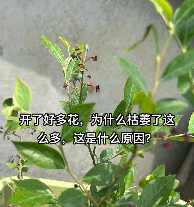 蓝莓促生栽培技术要点是什么？如何有效提升蓝莓产量？