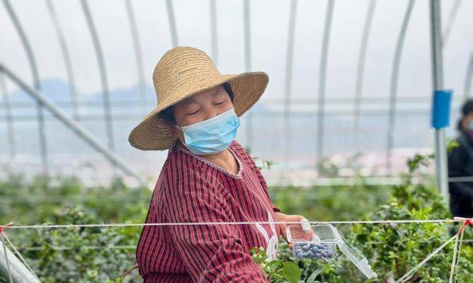 蓝莓促生栽培技术要点是什么？如何有效提升蓝莓产量？