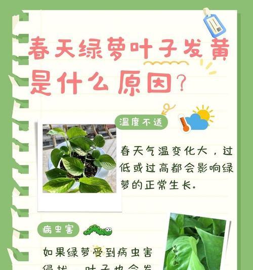 叶子发黄的具体原因是什么？如何分辨不同原因？