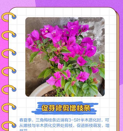 三角梅粗杆子修剪方法是什么？如何正确修剪？