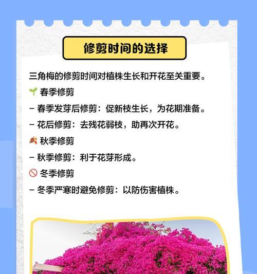 三角梅粗杆子修剪方法是什么？如何正确修剪？
