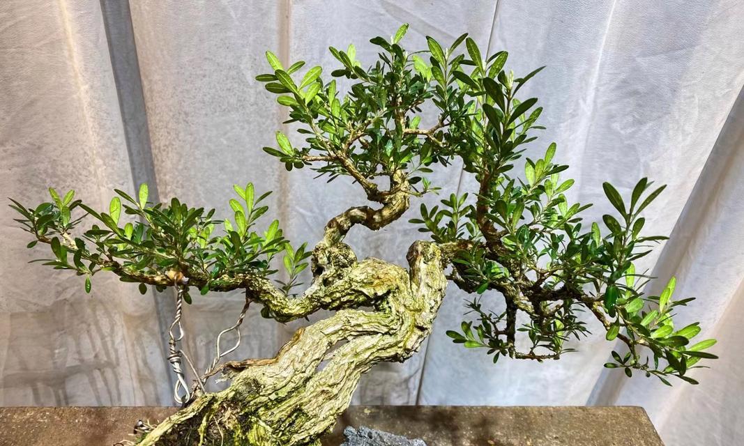 新手小白盆景怎么养护？有哪些基本技巧？