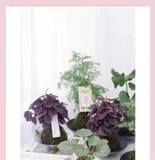 新手小白盆景怎么养护？有哪些基本技巧？