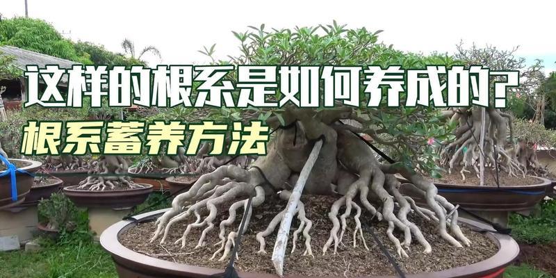 新手小白盆景怎么养护？有哪些基本技巧？