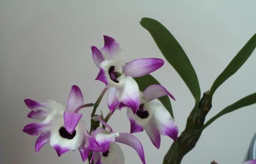 白芍切块栽培的关键技术要点是什么？