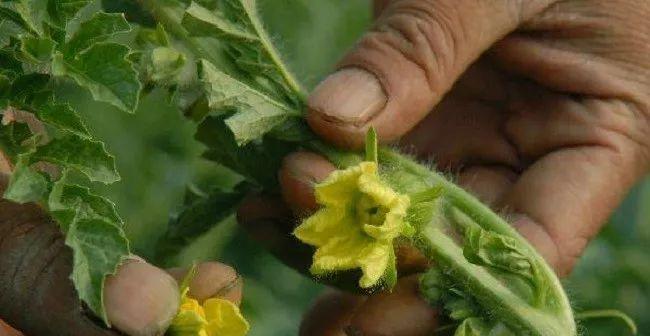 白芍切块栽培的关键技术要点是什么？