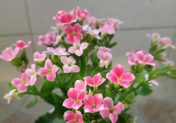 君子兰芙蓉红品种的特点是什么？值得购买吗？