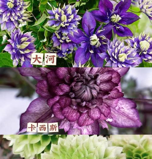 重瓣铁线莲耐寒吗？冬季如何养护？