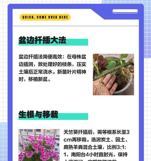 矮株单瓣天竺葵的养护管理技巧？