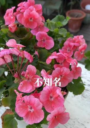 矮株单瓣天竺葵的养护管理技巧？