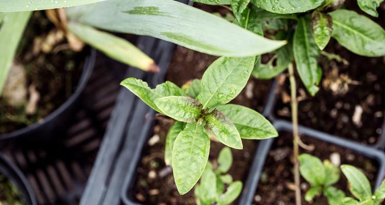 木本植物生根需要多长时间及养护方法？