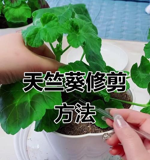 天竺葵白鼠修剪造型技巧是什么？如何保持美观？