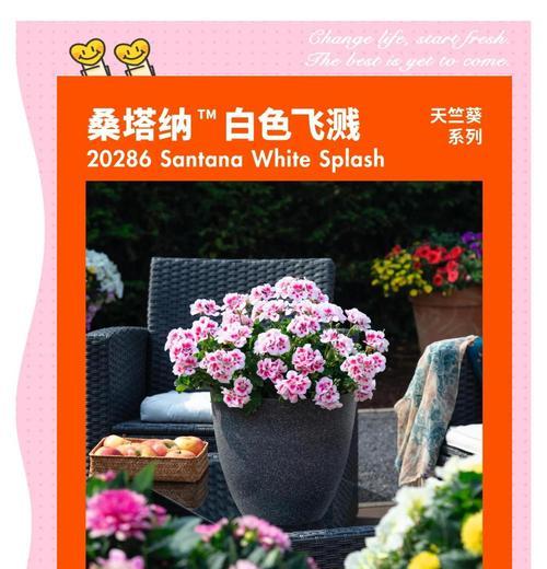天竺葵白鼠修剪造型技巧是什么？如何保持美观？
