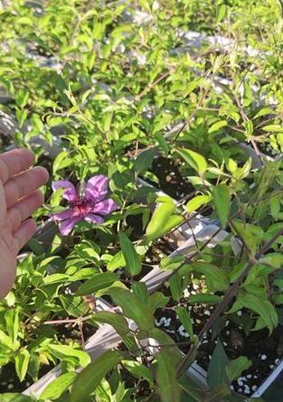 铁线莲花苞期浇水技巧有哪些？