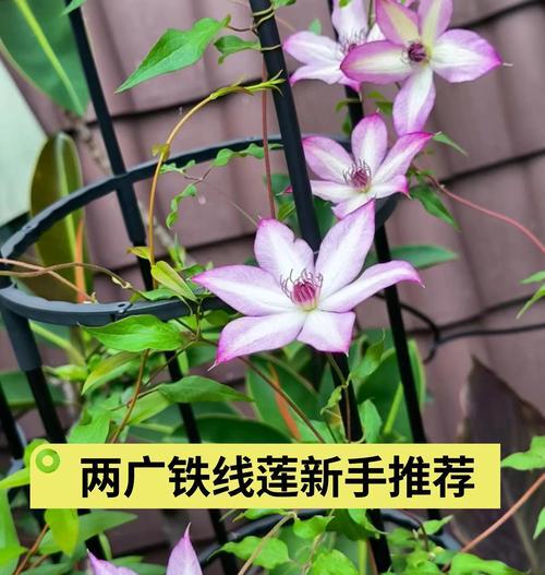 铁线莲花苞期浇水技巧有哪些？