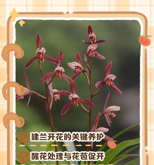 建兰浇水的技巧和方法有哪些？