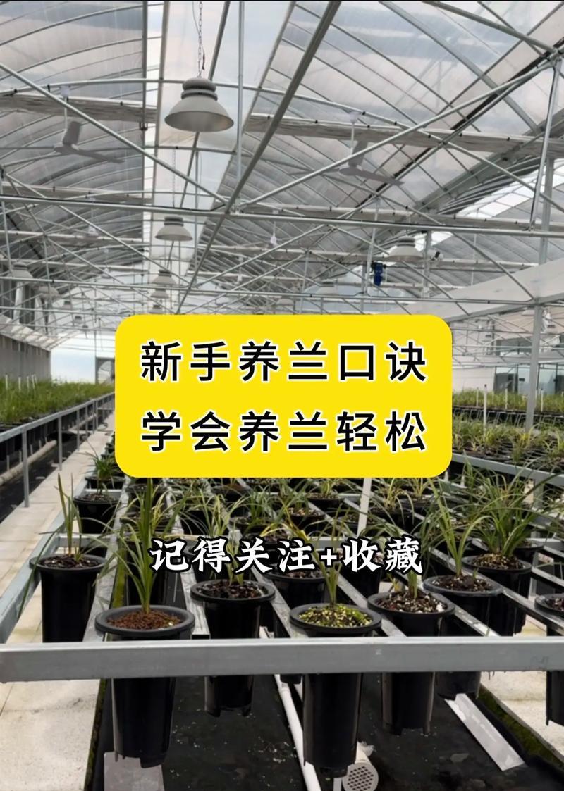 建兰浇水的技巧和方法有哪些？