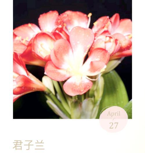 君子兰什么温度能快速生长？君子兰生长的理想温度范围是多少？