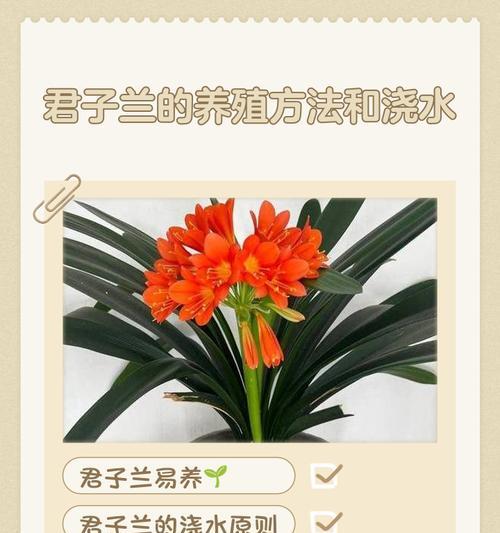 君子兰什么温度能快速生长？君子兰生长的理想温度范围是多少？