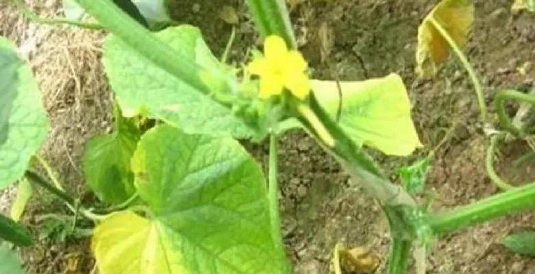 石榴馒头叶子黄化处理：原因和解决方法是什么？
