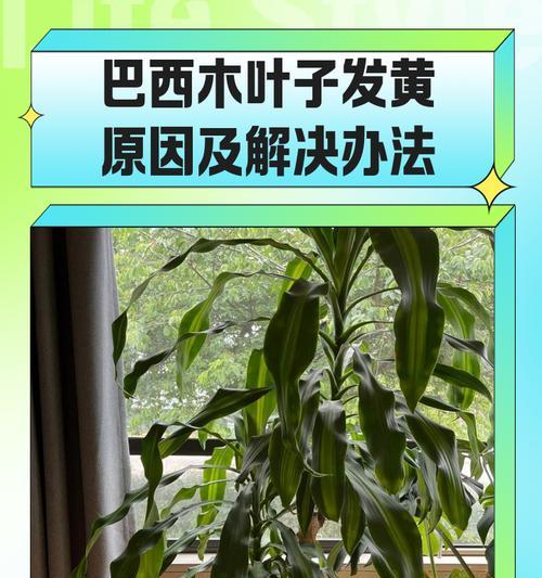石榴馒头叶子黄化处理：原因和解决方法是什么？