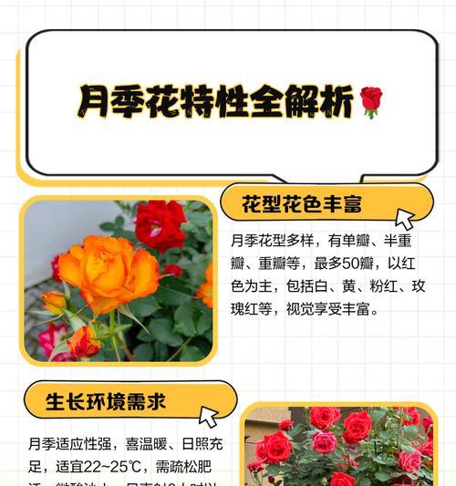 月季花的布局技巧有哪些？