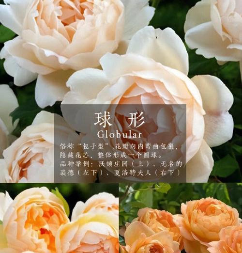 月季花的布局技巧有哪些？