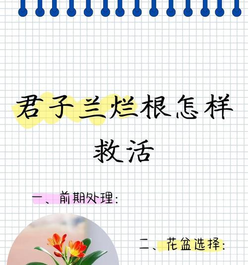君子兰根系太粗有点烂了怎么处理？有哪些处理方法？