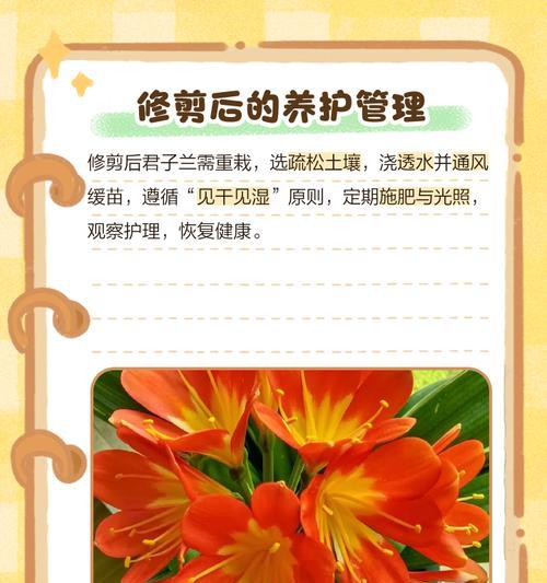 君子兰根系太粗有点烂了怎么处理？有哪些处理方法？