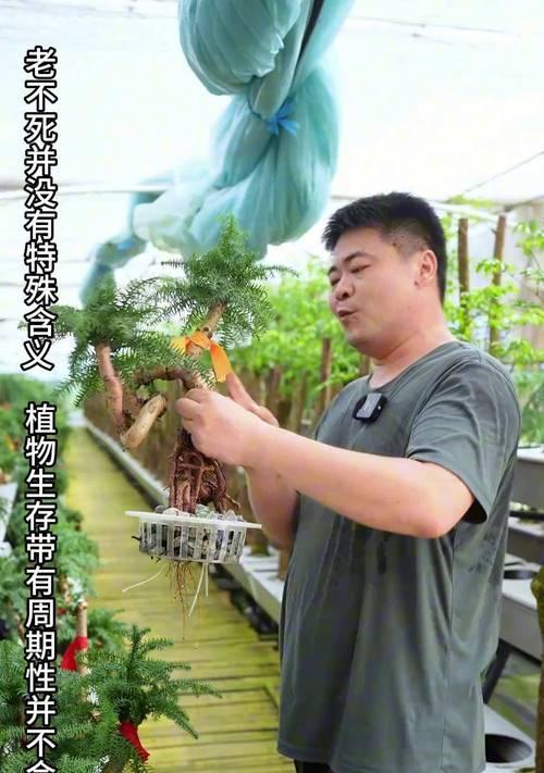 水杉古装盆景的正确养护方法是什么？
