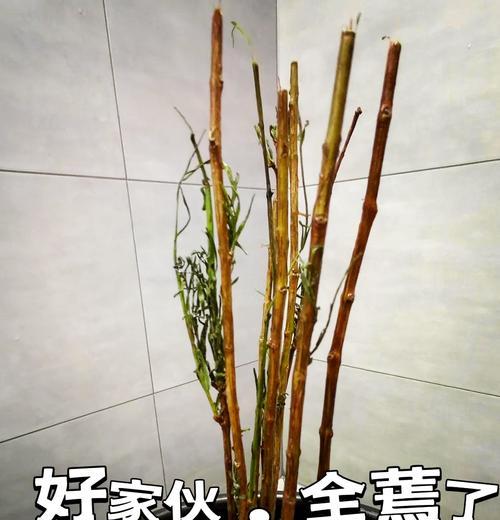水杉古装盆景的正确养护方法是什么？