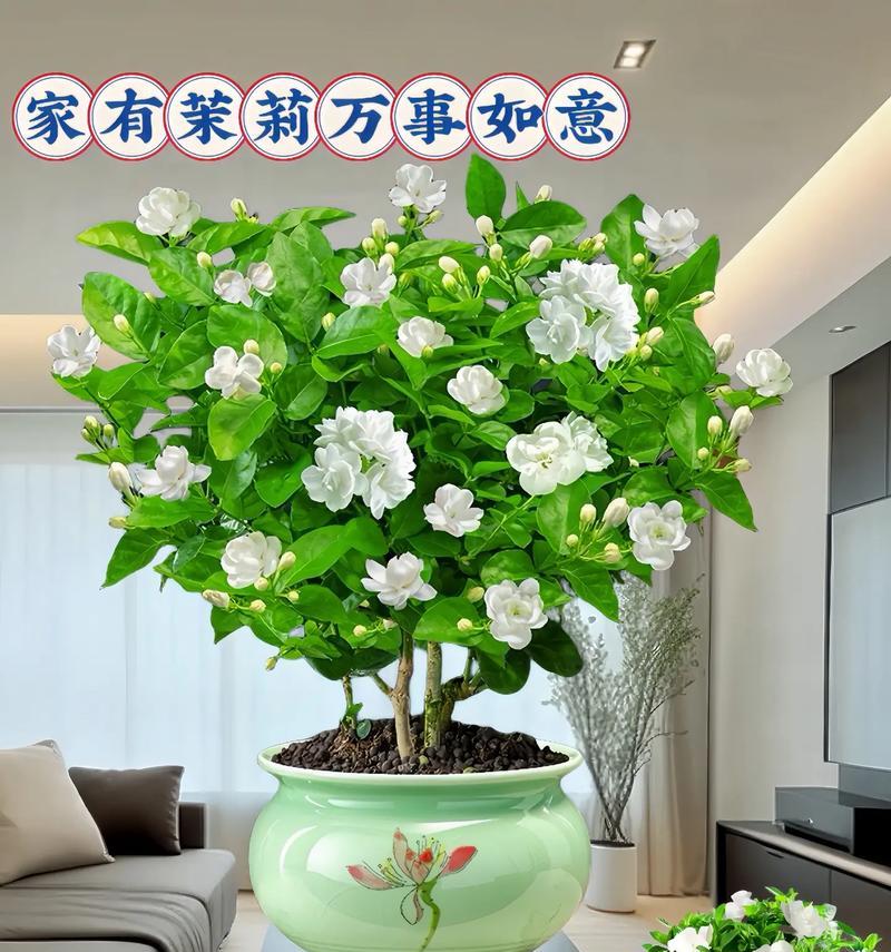 室内盆景选择：阳台和室内适合养哪些花？