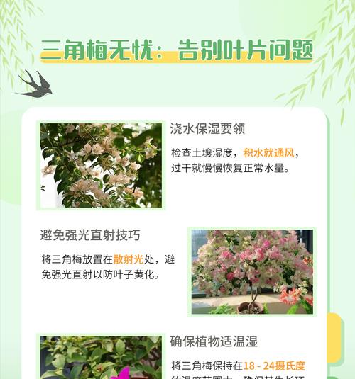 三角梅叶子发黄像烧焦？夏季养护技巧有哪些？