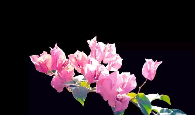 三角梅叶子发黄像烧焦？夏季养护技巧有哪些？